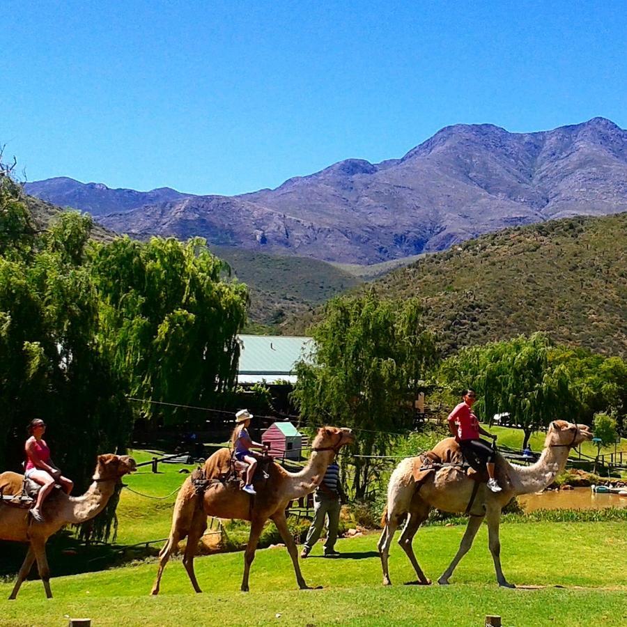 Wilgewandel Holiday Farm & Day Restaurant Oudtshoorn Eksteriør bilde
